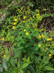 Hypericum sampsonii