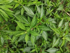 Oreocnide frutescens