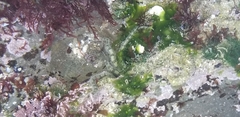 Ophionereis annulata image