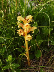 Orobanche teucrii