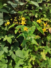 Hypericum sampsonii