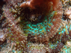 Rhodactis bryoides