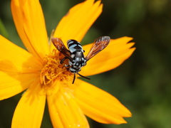 Thyreus novaehollandiae signatus