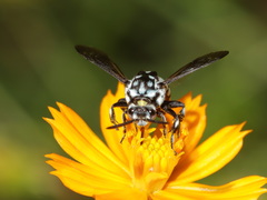 Thyreus novaehollandiae signatus