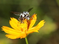 Thyreus novaehollandiae signatus