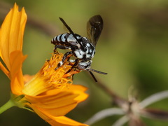 Thyreus novaehollandiae signatus
