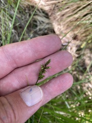 Carex elongata
