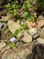 Mazus miquelii