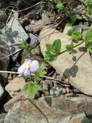 Mazus miquelii