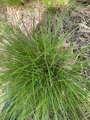 Carex elongata