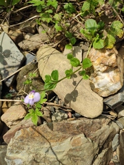Mazus miquelii