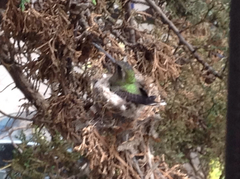 Cynanthus latirostris