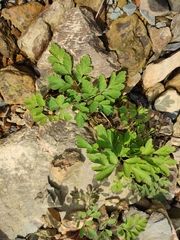 Corydalis edulis
