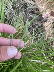 Carex elongata