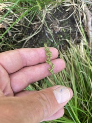 Carex elongata