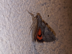 Catocala verrilliana