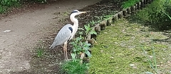 Ardea cinerea