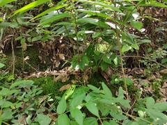 Polygonatum cyrtonema