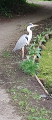 Ardea cinerea