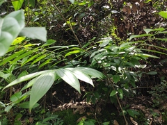 Polygonatum cyrtonema