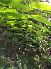 Polygonatum cyrtonema