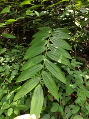 Polygonatum cyrtonema