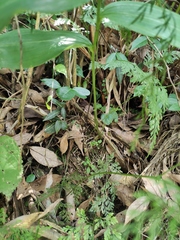 Polygonatum cyrtonema