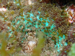 Rhodactis bryoides