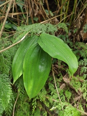 Polygonatum cyrtonema