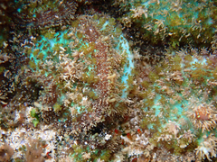 Rhodactis bryoides