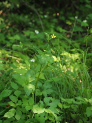 Ranunculus silerifolius