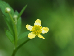 Ranunculus silerifolius