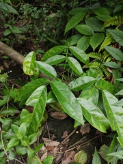 Callerya dielsiana