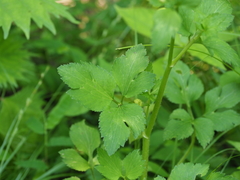 Ranunculus silerifolius