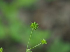 Ranunculus silerifolius