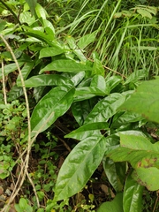 Callerya dielsiana