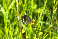 Aricia artaxerxes allous