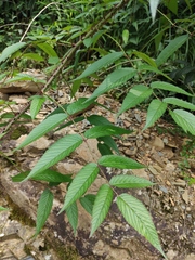 Rubus tsangii