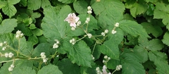 Rubus