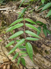 Rubus tsangii