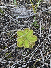 Drosera squamosa