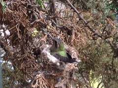 Cynanthus latirostris