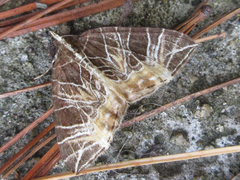 Evecliptopera illitata
