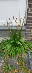 Plantago lanceolata