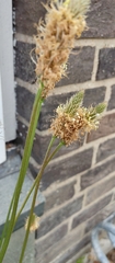 Plantago lanceolata