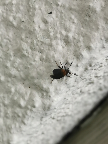 Black plant bug photo 3