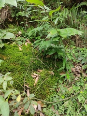 Polygonatum cyrtonema