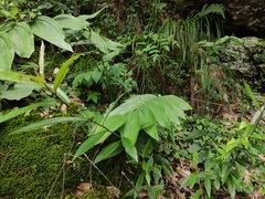 Polygonatum cyrtonema