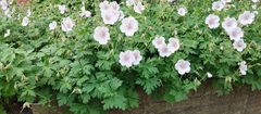 Geranium clarkei
