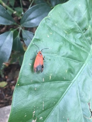 Phauda flammans